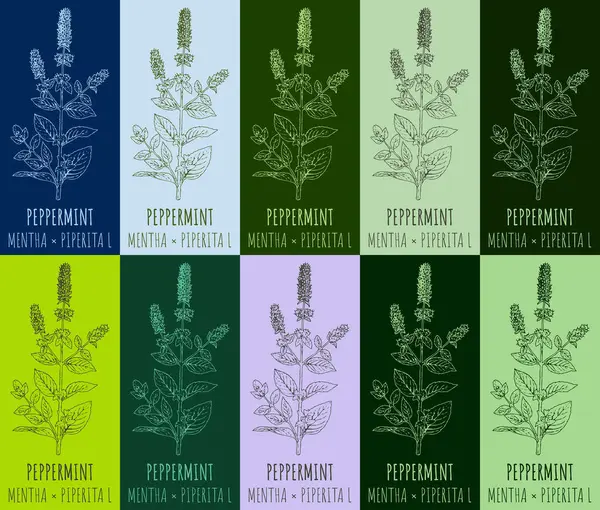 stock image Set of drawing PEPPERMINT in various colors. Hand drawn illustration. The Latin name is MENTHA PIPERITA L.