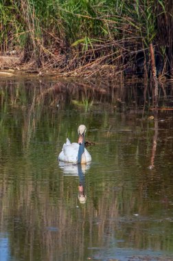 Güzel beyaz bir kuğu suda yüzüyor. Doğadaki vahşi bir kuşun davranışı. Hayvan yaban hayatı duvar kağıdı arka planı.
