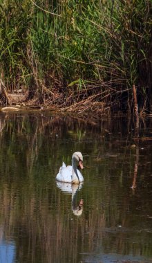 Güzel beyaz bir kuğu suda yüzüyor. Doğadaki vahşi bir kuşun davranışı. Hayvan yaban hayatı duvar kağıdı arka planı.