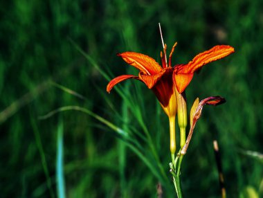 Hemerocallis fulva mı yoksa portakallı zambak mı? Bahçede nilüfer çiçeği açıyor. Kapatın. Ayrıntı.