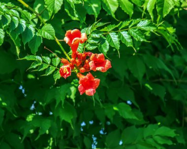 Ukrayna 'nın Dnipro kentinin botanik bahçesindeki Ailanthus altissima ya da Campsis radyan ağacının kırmızı rengi ve yaprakları