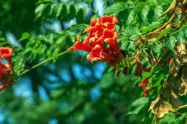Ukrayna 'nın Dnipro kentinin botanik bahçesindeki Ailanthus altissima ya da Campsis radyan ağacının kırmızı rengi ve yaprakları