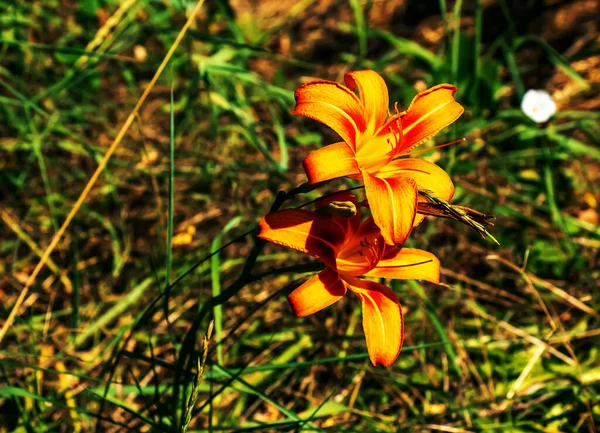 Hemerocallis Fulva Vagy Narancssárga Liliom Kukoricaliliom Virágzik Kertben Közelről Részlet — Stock Fotó