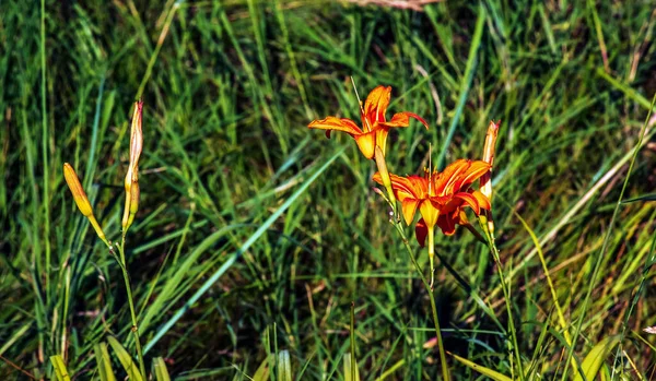 Hemerocallis Fulva Orange Day Lily 옥수수 정원에서 — 스톡 사진