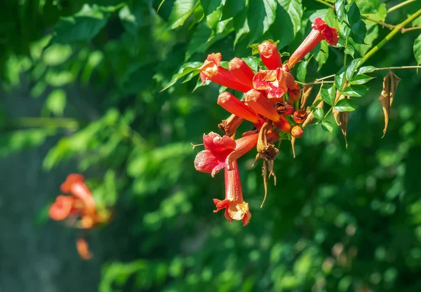 Ukrayna 'nın Dnipro kentinin botanik bahçesindeki Ailanthus altissima ya da Campsis radyan ağacının kırmızı rengi ve yaprakları