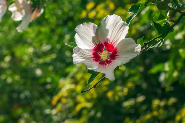 Hibiscus Syriacus Gyönyörű Fehér Virágok Burgundi Szemmel — Stock Fotó