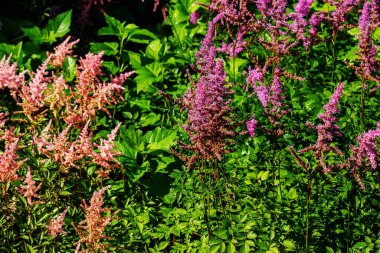 Astilbe chinensis, bilinen adıyla sahte keçi sakalı, uzun sahte geyik sakalı veya Çin astilbe.