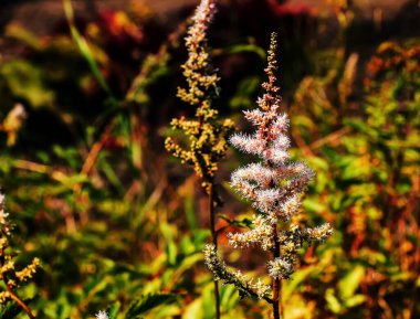 Astilbe chinensis, bilinen adıyla sahte keçi sakalı, uzun sahte geyik sakalı veya Çin astilbe.