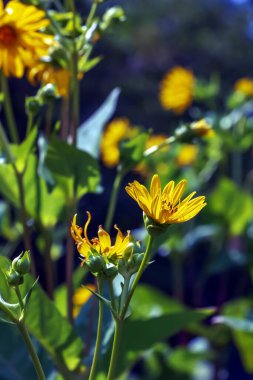 Silphium perfoliatum, Asteraceae (Asteraceae) familyasından bir bitki türü.
