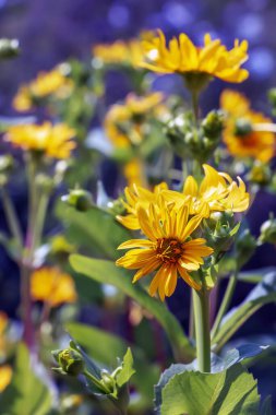 Silphium perfoliatum, Asteraceae (Asteraceae) familyasından bir bitki türü.