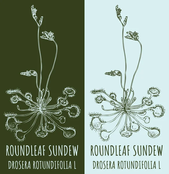 Rajzolás Roundleaf Sundew Kézzel Rajzolt Illusztráció Latin Név Drosera Rotundifolia — Stock Fotó