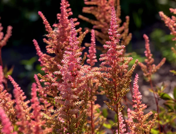 Astilbe chinensis, bilinen adıyla sahte keçi sakalı, uzun sahte geyik sakalı veya Çin astilbe.