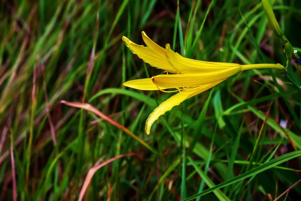 ヘメロクリス カトリーナ 一般的な名前 シトロンの日暮らしと長い黄色の日暮らしは 家族のアスホデリス科の草原の植物の種です — ストック写真