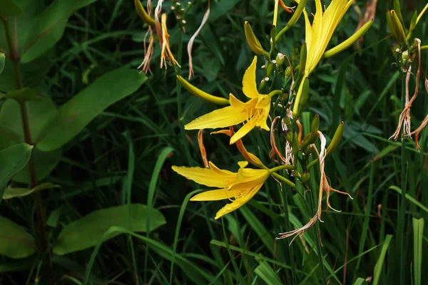 ヘメロクリス カトリーナ 一般的な名前 シトロンの日暮らしと長い黄色の日暮らしは 家族のアスホデリス科の草原の植物の種です — ストック写真