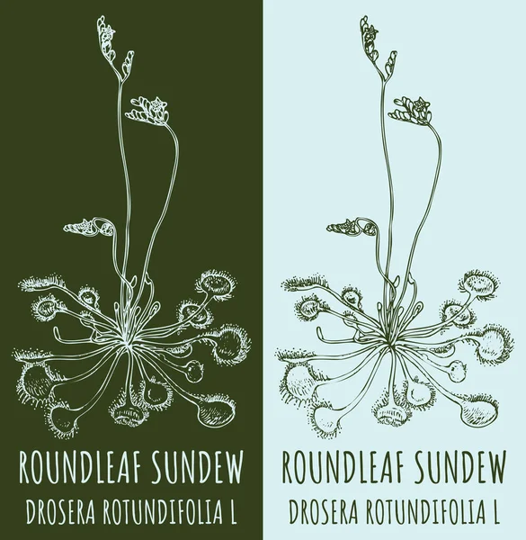 Vektorrajz Roundleaf Sundew Kézzel Rajzolt Illusztráció Latin Név Drosera Rotundifolia — Stock Vector