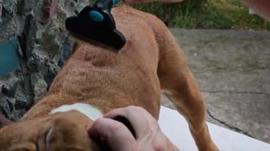 Sıradan bir köpek bakımı. Fransız bulldog 'unun sahibi köpeğinin paltosunu tarar. Saç kesimi.