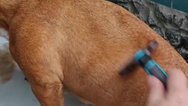 Τακτική Περιποίηση Σκύλων Ιδιοκτήτης Του Γαλλικού Μπουλντόγκ Χτενίζει Παλτό Του — Αρχείο Βίντεο