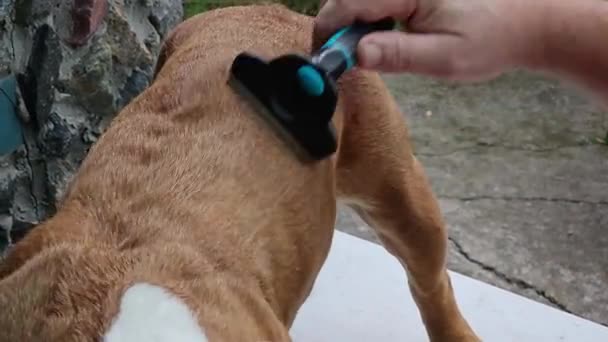 Τακτική Περιποίηση Σκύλων Ιδιοκτήτης Του Γαλλικού Μπουλντόγκ Χτενίζει Παλτό Του — Αρχείο Βίντεο