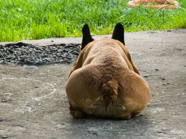 Arkadan bakınca, Fransız bulldog çimento zeminde rahatlamak için yalan söylüyor, şirin köpek..