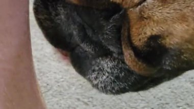 Fransız bulldog sahibini yalıyor. Köpeğin ağzı ve diline yakın plan..