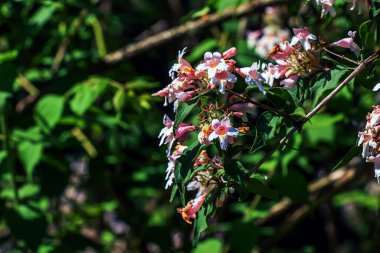 Kolkwitzia amabilis pembe çiçek açan güzel çalı, yakın çekim. Linnaea Amabilis bahçedeki gül çiçekleri, yakın plan. Parktaki açık pembe çiçekli bitki..
