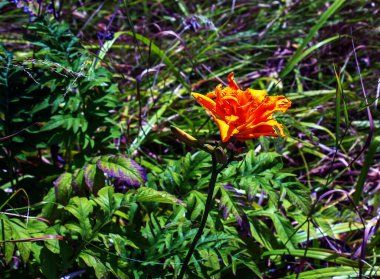 Çiçekli, Hemerocallis, duble Burbon, kremalı portakal yaprakları. Daimi bitkiler.
