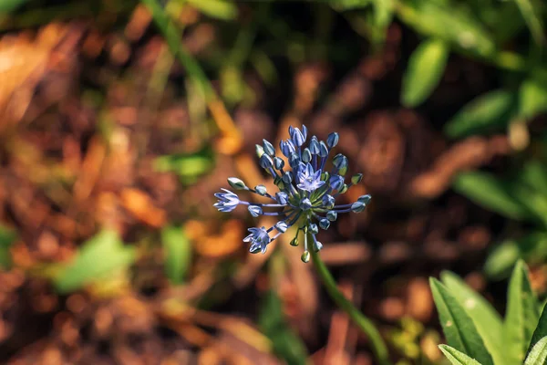 Blauwe Allium Caeruleum Blauwe Voorjaarstuin — Stockfoto