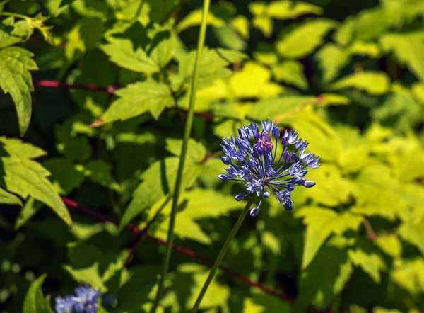 Blue Allium Caeruleum Nebo Blue Globe Cibule Jarní Zahradě — Stock fotografie