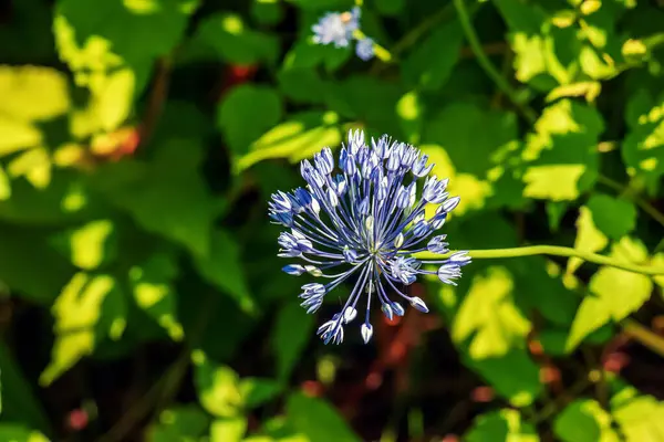 春の庭で青いアリウムカエルレウムまたは青い地球玉ねぎ — ストック写真