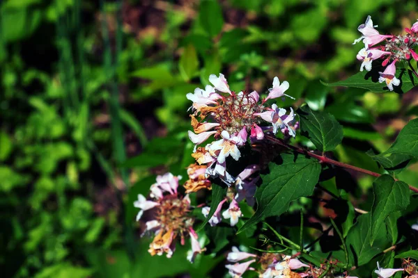 Kolkwitzia Amabilis Różowy Kwitnący Krzew Piękna Zbliżenie Linnaea Amabilis Kwiaty — Zdjęcie stockowe