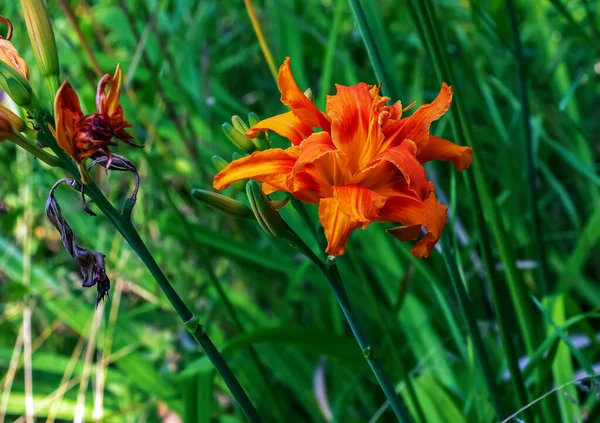 Цветы День Гемерокаллис Двойной Бурбон Сливочно Оранжевые Лепестки Многолетние Растения — стоковое фото