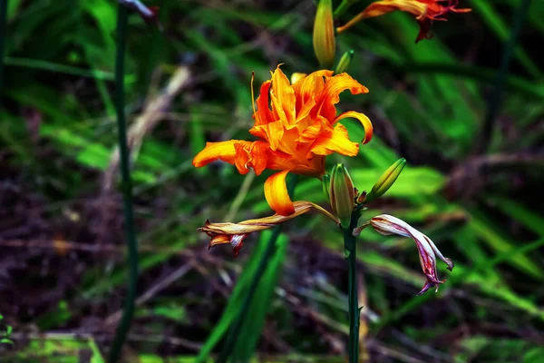 Цветы День Гемерокаллис Двойной Бурбон Сливочно Оранжевые Лепестки Многолетние Растения — стоковое фото