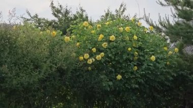 Sıcak bir yaz gününde bahçede sarı bukleli güller. Çalılıkların yaşı yaklaşık on beş yıldır..