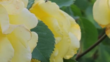 Sıcak bir yaz gününde bahçede sarı bukleli güller. Çalılıkların yaşı yaklaşık on beş yıldır..