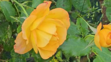 Sıcak bir yaz gününde bahçede sarı bukleli güller. Çalılıkların yaşı yaklaşık on beş yıldır..