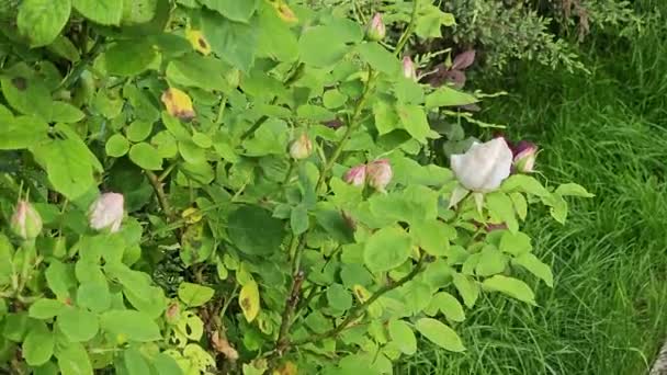 Buds Rosas Encaracoladas Brancas Dia Quente Verão Jardim Idade Arbusto — Vídeo de Stock