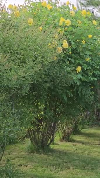 夏日炎热的花园里 红黄相间的玫瑰绽放着 灰姑娘 灌木的年龄大约是15岁 — 图库视频影像