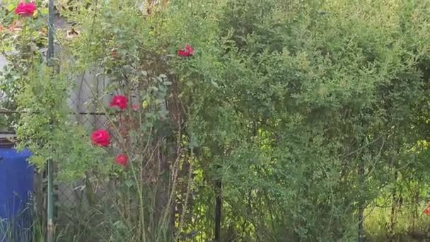 夏日炎热的花园里 红黄相间的玫瑰绽放着 灰姑娘 灌木的年龄大约是15岁 — 图库视频影像