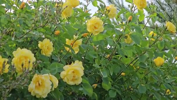 Buds Rosas Encaracoladas Amarelas Dia Quente Verão Jardim Idade Arbusto — Vídeo de Stock