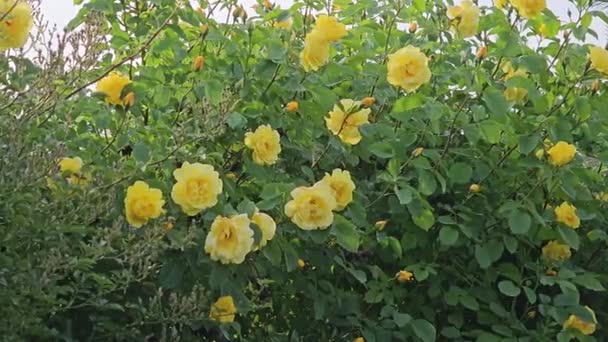 Buds Rosas Encaracoladas Amarelas Dia Quente Verão Jardim Idade Arbusto — Vídeo de Stock