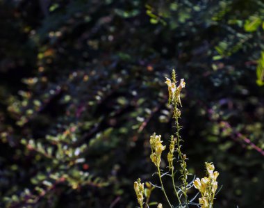 Linaria vulgaris sık rastlanan toadflax sarı çiçekler çayırda çiçek açıyor, yeşil çimlerde açan küçük bitkiler