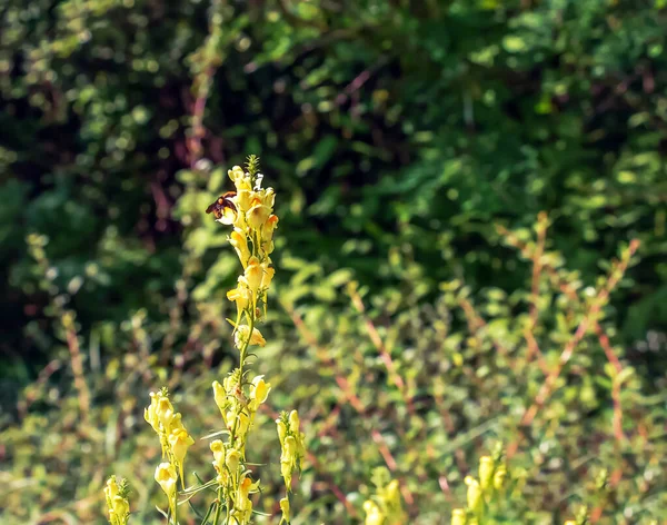 Linaria Vulgaris Common Toadflax Yellow Wild Flowers Flowering Meadow Small — Stock Fotó