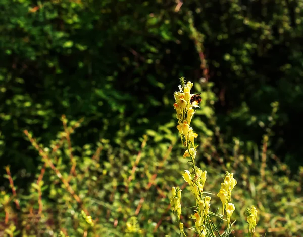 Linaria Vulgaris Common Toadflax Yellow Wild Flowers Flowering Meadow Small — Stok fotoğraf
