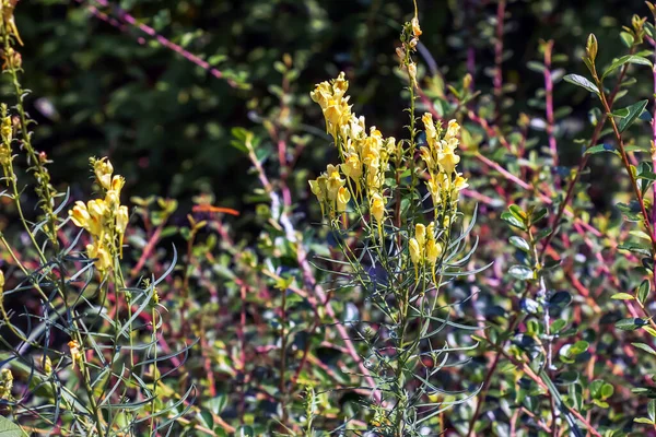 Linaria Valgaris一般的なToad亜麻黄色の野生の花が草原に咲き 緑の草の中に小さな植物が咲きます — ストック写真