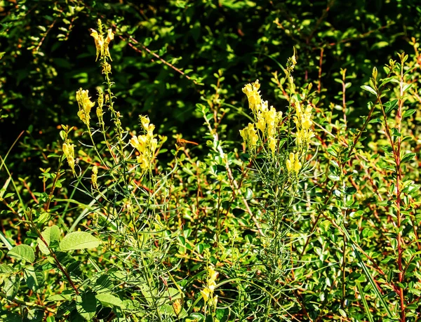 Linaria Vulgaris Pospolita Ropucha Żółte Dzikie Kwiaty Kwitnące Łące Małe — Zdjęcie stockowe