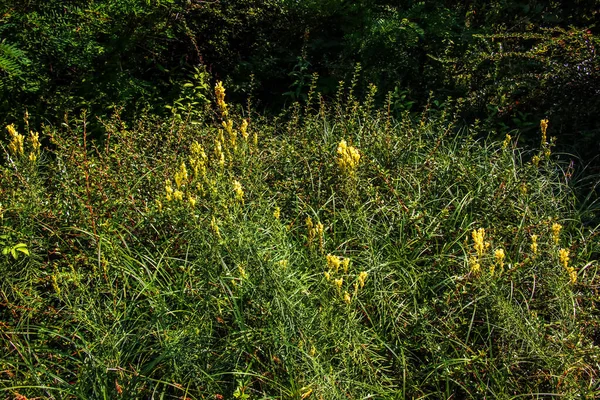 Linaria Vulgaris Pospolita Ropucha Żółte Dzikie Kwiaty Kwitnące Łące Małe — Zdjęcie stockowe
