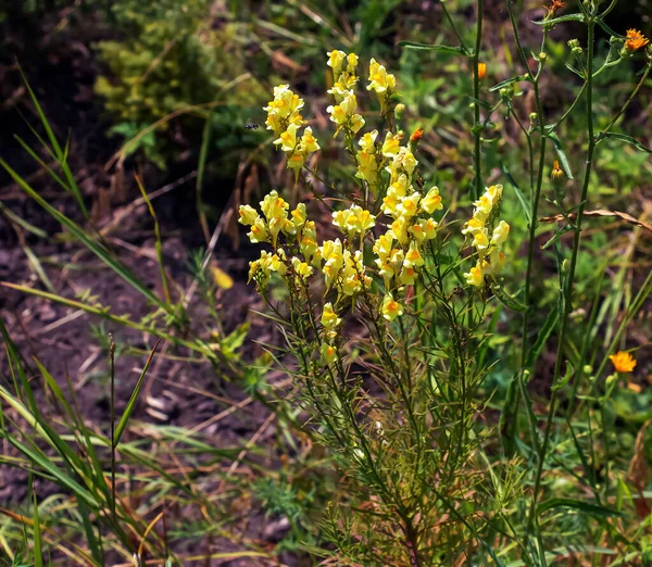 Linaria Vulgaris Common Toadflax Yellow Wild Flowers Flowering Meadow Small — Stock Photo, Image