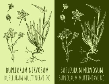 Bupleurum NERVOSUM çizimi. El çizimi çizimi. Latince adı BuPLEURUM MULTINERVE DC.