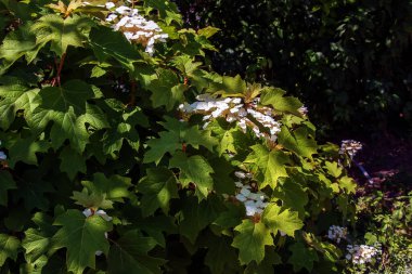 Yaz aylarında çiçek açan beyaz dantelli ortanca.