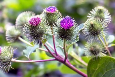 Daha büyük burdock mor dikenli çiçekler. Arctium lappa L bitkisi.
